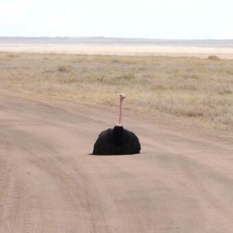 midden op de zandweg zit een mannetjes struisvogel. Op de achtergrond de grote vlaktes van de serengeti